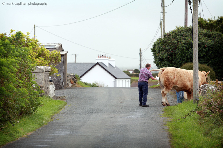 cow at a wedding in ireland